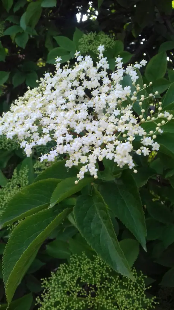 elderflower cordial recipe, how to make, summer recipes, elderflower, easy, best