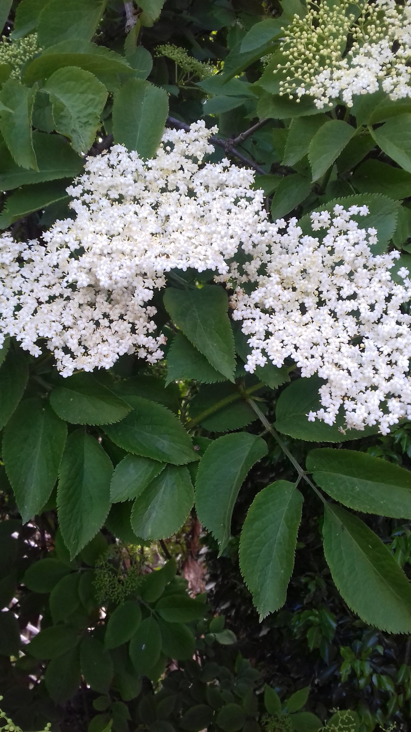 elderflower cordial recipe, how to make, summer recipes, elderflower, easy, best