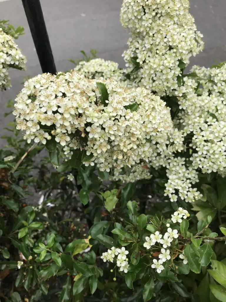 elderflower cordial recipe, how to make, summer recipes, elderflower, easy, best