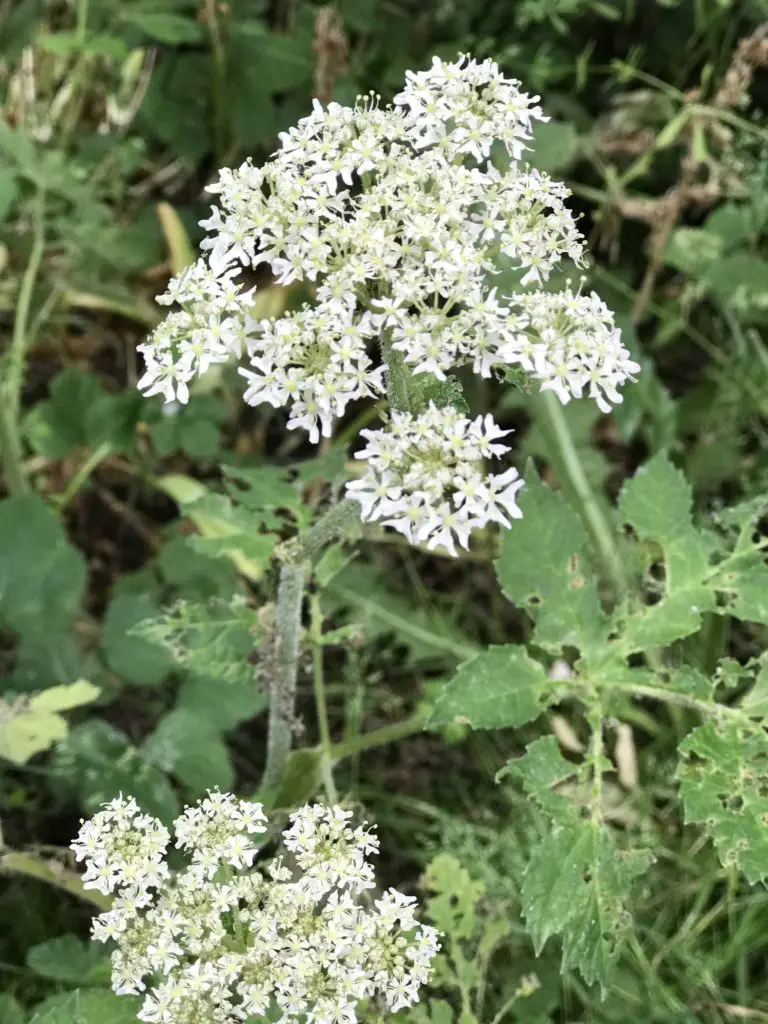 elderflower cordial recipe, how to make, summer recipes, elderflower, easy, best