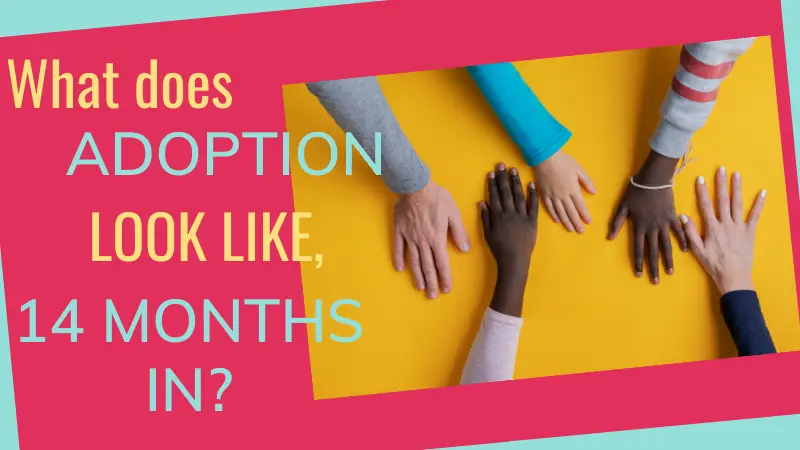 What does the adoption journey look like after 14 months?